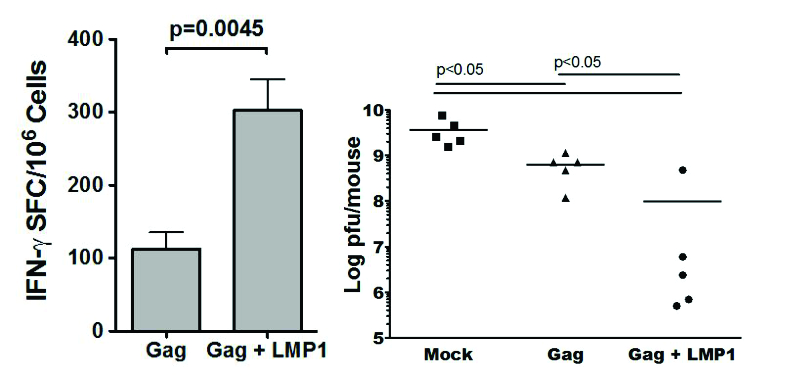 LMP1 is a powerful adjuvant for existing vaccines